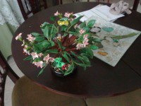 /album/fotogaleria-bonsai-hecho-con-porcelana-fria-y-pintado-a-mano/foto0463-jpg/