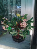 /album/fotogaleria-bonsai-hecho-con-porcelana-fria-y-pintado-a-mano/foto0466-jpg/