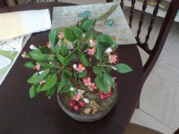 /album/fotogaleria-bonsai-hecho-con-porcelana-fria-y-pintado-a-mano/foto0475-jpg/